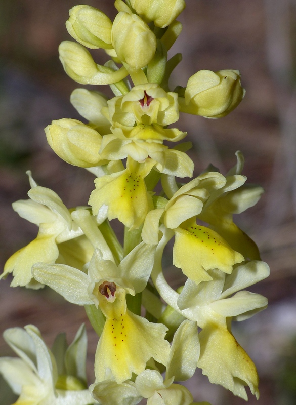 Marsica 2022, Monte Girifalco e Monte Arunzo  Le orchidee e la storia.